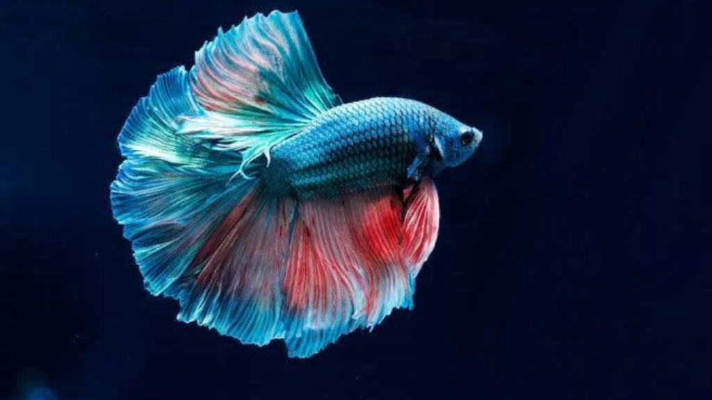 Betta Fish care