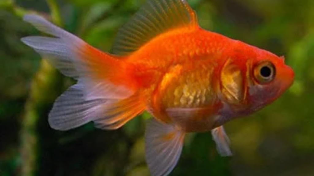 goldfish care