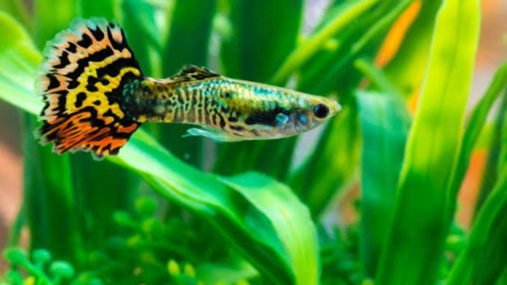 guppy fish care