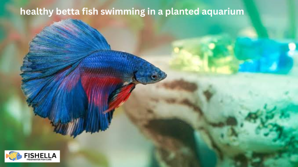 healthy betta fish swimming in a planted aquarium